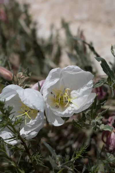 Avtagande Silkeslena Vita Blommor Från California Evening Primrose Oenothera Californica — Stockfoto