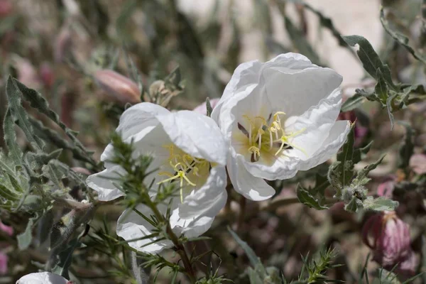 Avtagande Silkeslena Vita Blommor Från California Evening Primrose Oenothera Californica — Stockfoto