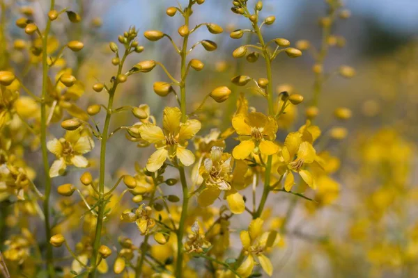 Textured Yellow Blooms Emerge Desert Senna Senna Armata Fabaceae Native — Stock Photo, Image