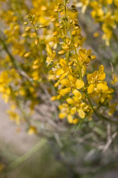 Textured Yellow Blooms Emerge Desert Senna Senna Armata Fabaceae Native — Stock Photo, Image