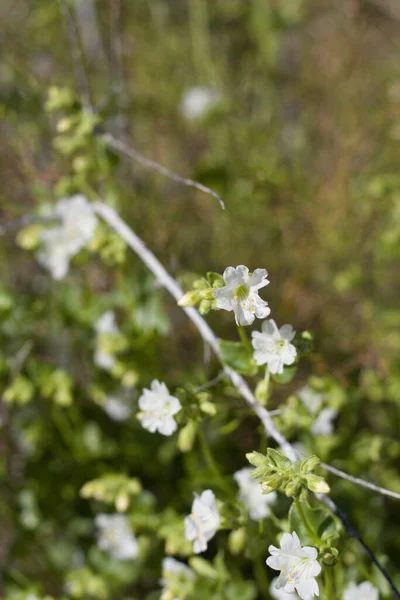 Vita Blommor Wishbone Bush Mirabilis Laevis Nyctaginaceae Inhemsk Perenn Underbuske — Stockfoto