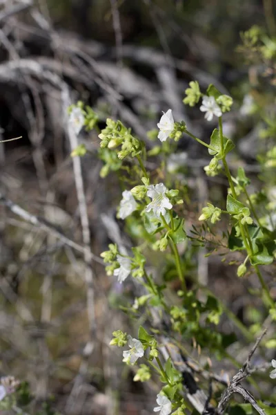 Lades Kemiği Çalılarının Beyaz Çiçekleri Mirabilis Laevis Nyctaginaceae Yirmidokuz Palmiyesi — Stok fotoğraf