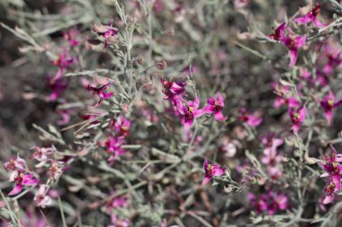 Beyaz Ratany, Krameria Bicolor, Krameriaceae, Twentynine Palms, Southern Mojave Desert, Spring time 'den gelen pembe ve mor renk tonlarında küçük çiçekler..