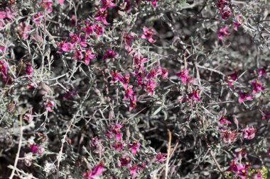 Beyaz Ratany, Krameria Bicolor, Krameriaceae, Twentynine Palms, Southern Mojave Desert, Spring time 'den gelen pembe ve mor renk tonlarında küçük çiçekler..