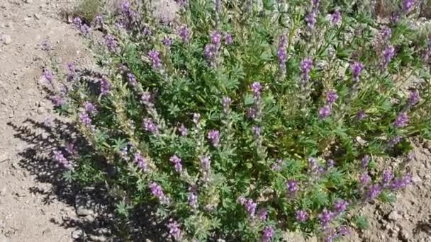 Les nuances de violet et de rose comprennent des fleurs provenant du lupin d'Arizona, Lupinus Arizonicus, Fabaceae, indigène Annuel à la périphérie de Twentynine Palms, Désert de Mojave Sud, Printemps.