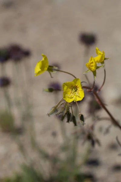 Gyllene Blommor Gula Kupor Chylismia Brevipes Onagraceae Infödda Örtartade Ettã — Stockfoto