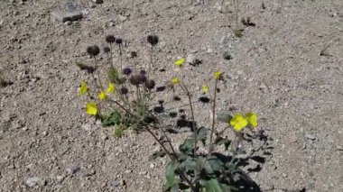 Sarı Kupaların Altın Çiçekleri, Chylismia Brevipes, Onagraceae, Twentynine Palms, Southern Mojave Desert, Spring Time.