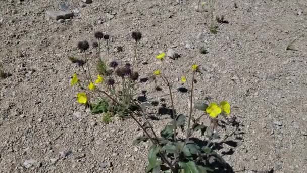 Złote Kwiaty Żółtych Kubków Chylismia Brevipes Onagraceae Natywne Ziołowe Jednoroczne — Wideo stockowe
