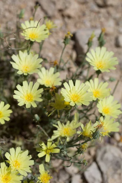 Kühne Sonnige Blüten Des Gelben Tackstamms Calycoseris Parryi Asteraceae Einheimische — Stockfoto