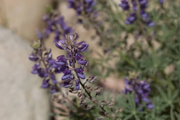 紫のレース目の花のブドウルパン ルピナス エクスクルービタス ファブ科 パイオニアタウン山脈の在来多年草の低木保存 南モハベ砂漠 — ストック写真