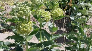 Asclepias Erosa, Apocynaceae, Apocynaceae, Twentynine Palms, Southern Mojave Desert, Spring time.