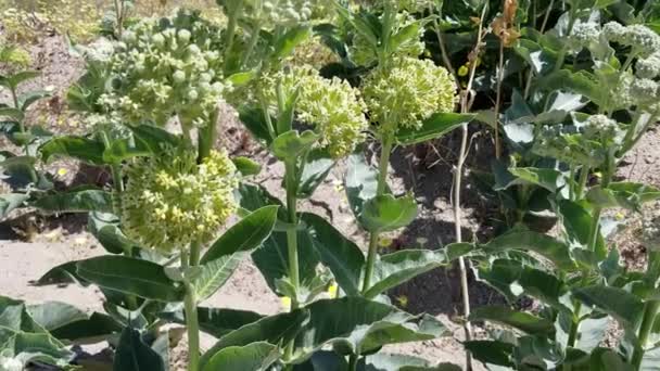 Blütendolde Weiß Und Gelbtönen Auf Wüstenmilchkraut Asclepias Erosa Apocynaceae Einheimische — Stockvideo