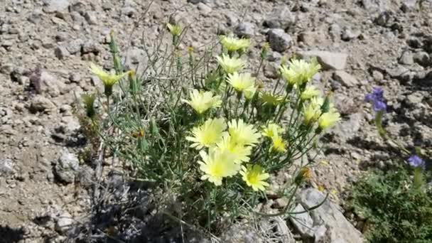 Flores Ensolaradas Ousadas Tackstem Amarelo Calycoseris Parryi Asteraceae Nativo Herbáceo — Vídeo de Stock