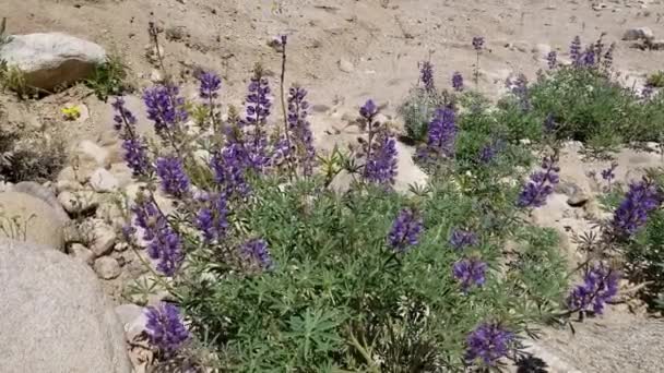 紫のレース目の花のブドウルパン ルピナス エクスクルービタス ファブ科 パイオニアタウン山脈の在来多年草の低木保存 南モハベ砂漠 — ストック動画