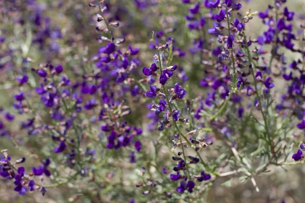 Purple Raceme Bloom California Indigo Bush Psorothamnus Arborescens Fabaceae Arbusto —  Fotos de Stock