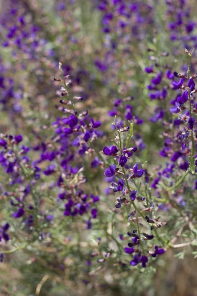 カリフォルニアで紫色のレースの花 Indigo Bush Psorothamus Arboresens Fabaceae Native Perennial Decidual Shrub — ストック写真