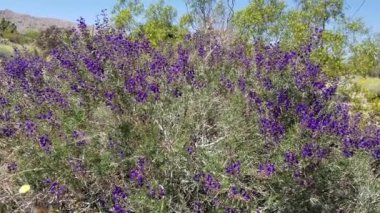 Mor Raceme, Kaliforniya Indigo Bush, Psorothamnus Arborescens, Fabaceae, Joshua Tree City, Güney Mojave Çölü, İlkbahar.