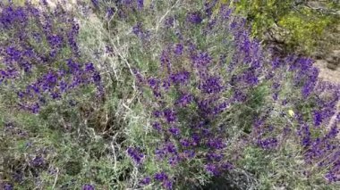 Mor Raceme, Kaliforniya Indigo Bush, Psorothamnus Arborescens, Fabaceae, Joshua Tree City, Güney Mojave Çölü, İlkbahar.