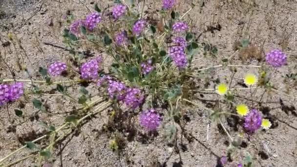 头上的花 粉色和白色的阴影在沙漠沙滩上 Abronia Villosa Nyctaginaceae 乔舒亚树城 南部莫哈韦沙漠 春天的本地一年生植物 — 图库视频影像