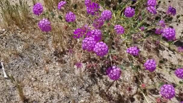 Windy Head Flowers Shades Pink White Desert Sand Verbena Abronia — Stock Video