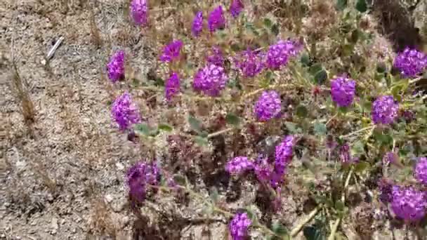 Windy Head Flowers Shades Pink White Desert Sand Verbena Abronia — Vídeos de Stock