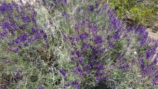 Fioletowy Kwiat Wyścigów Konnych Kalifornii Indigo Bush Psorothamnus Arborescens Fabaceae — Wideo stockowe