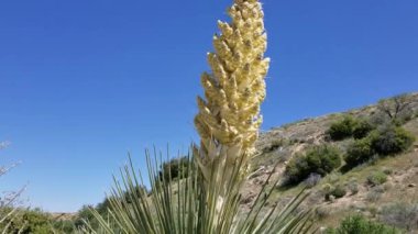 Parry Beargrass, Nolina Parryi, Asparagaceae, Pioneertown Dağlarında Ebedi Woody Evergreen Çalı Koruması, Güney Mojave Çölü, İlkbahar.