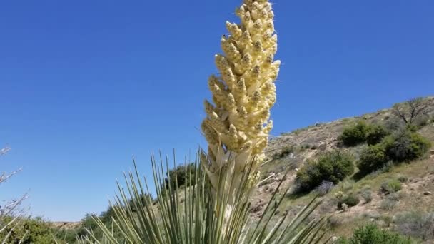 パニクル花 Parry Bears草 Norina Parryi Asparagaceae ネイティブ多年生ウディ常緑低木 パイオニアタウン山脈保護区 南モハベ砂漠 — ストック動画