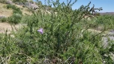 Rüzgârlı, mor çiçeklerin tonlarında... Vahşi Hyacinth, Dichelostemma Capitatum, Pioneertown Dağları 'ndaki Herbaceous Perennial, Güney Mojave Çölü, İlkbahar.