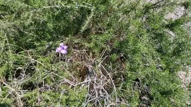 Windy, fleurs de tête dans les nuances de fleur pourpre de jacinthe sauvage, Dichelostemma Capitatum, plante herbacée vivace indigène dans la réserve des montagnes Pioneertown, sud du désert de Mojave, printemps.