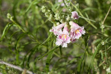 Radiant Raceme bloom in shades of pink with yellow lines emerging from Desert Willow, Chilopsis Linearis, Bignoniaceae, native Deciduous Arborescent Shrub in the margins of Twentynine Palms, Southern Mojave Desert, Springtime. clipart