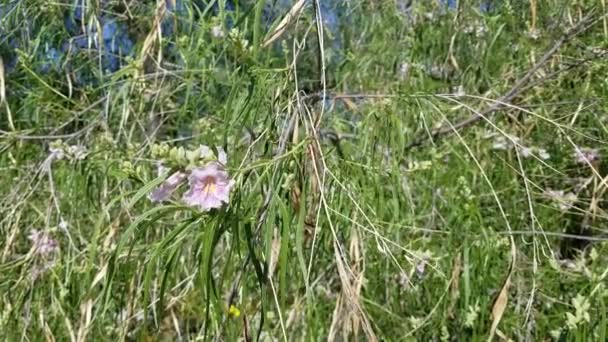 Radiant Raceme Pembe Tonlarda Açar Desert Willow Chilopsis Linearis Bignoniaceae — Stok video