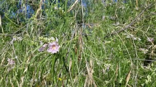 Racème Rayonnant Fleurit Dans Les Nuances Rose Avec Des Lignes — Video