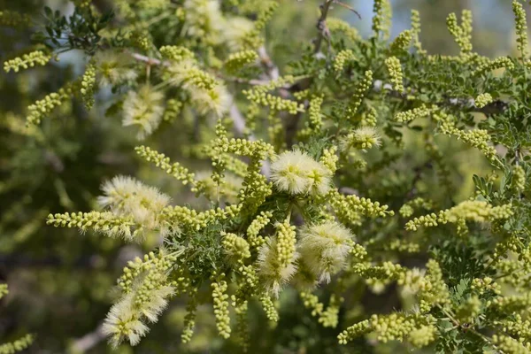 Fleurs Épi Jaune Portées Par Catclaw Senegalia Greggii Fabaceae Arbuste — Photo