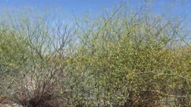 Çöl Trumpet, Eriogonum Inflatum, Polygonaceae, Twentynine Palms, Southern Mojave Desert, Spring time 'in kenarlarındaki Herbaceous Perennial bitkisinden küçük sarı çiçek kümeleri çiçek açar..