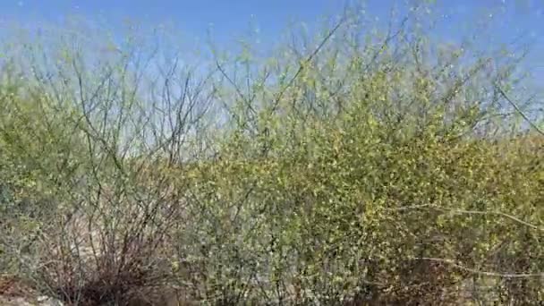 小さな黄色い花のクラスターが砂漠のトランペット エリオゴヌム インフラタム ポリゴナ科 トゥエンティニーンパームの縁にある在来草本多年草 南モハベ砂漠 — ストック動画