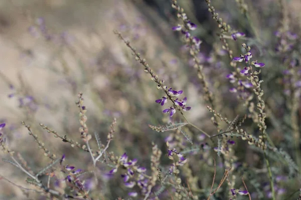 Цветение Фиолетового Рацеме Произрастающее Окраинах Twentynine Palms Southern Mojave Desert — стоковое фото