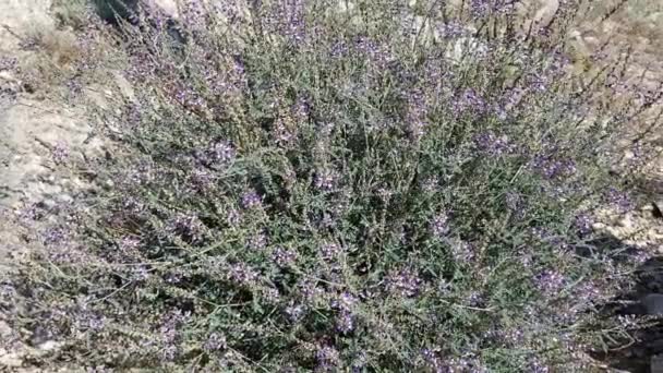 Purple Raceme Bloom Που Προκύπτει Από Parry False Prairie Clover — Αρχείο Βίντεο