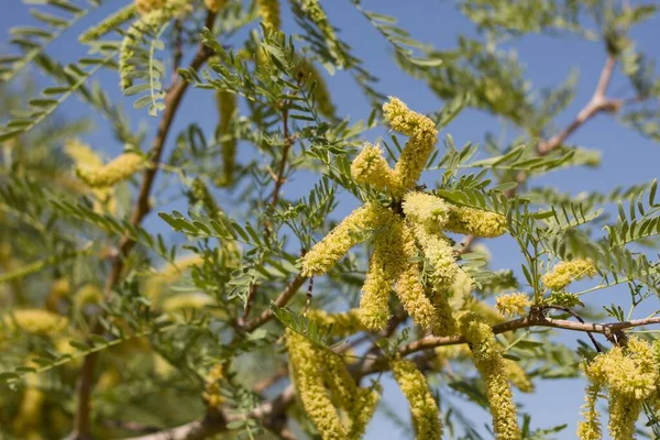 黄色のスパイクの花は ジョシュアツリー国立公園 南モハベ砂漠 春の時期に 蜂蜜メッスケー プロソフィス グランドロサ ファブ科ネイティブ多幹性の木の低木から出現します — ストック写真