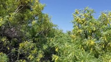 Sarı Spike çiçekleri Bal Mesquite, Prosopis Glandulosa, Fabaceae yerli çoklu gövdeli ahşap çalılık Joshua Tree Ulusal Parkı, Güney Mojave Çölü, İlkbahar.