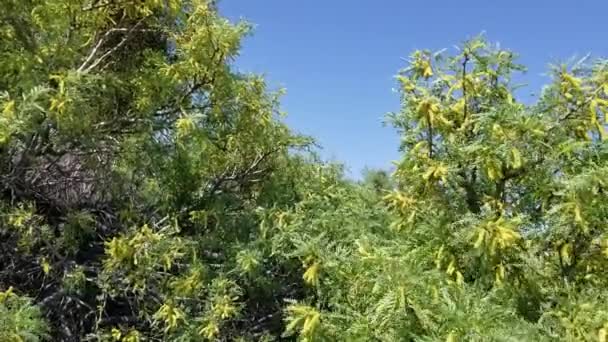 Flores Spike Amarelas Emergem Honey Mesquite Prosopis Glandulosa Fabaceae Arbusto — Vídeo de Stock