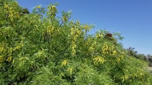 Flores Amarillas Espiga Emergen Honey Mesquite Prosopis Glandulosa Fabaceae Arbusto — Vídeo de stock