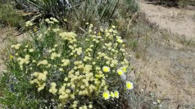Beyaz ve sarı tonlardaki baş çiçekleri Rayless Goldenhead, Acamptopappus Sphaerocephalus, Asteraceae, Joshua Tree City, Güney Mojave Çölü, İlkbahar.