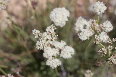 Doğu Mojave Karabuğday, Eriogonum Fasciculatum, Polygonaceae, Joshua Tree City, Güney Mojave Çölü, İlkbahar Çölü 'nün kenarlarındaki uzun ömürlü yerli çalılardan pembe tonlarda sergilenen küçük demet çiçekleri..