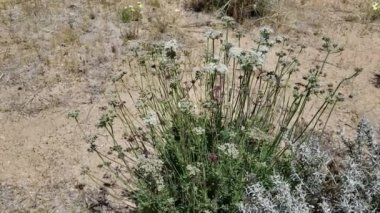 Doğu Mojave Karabuğday, Eriogonum Fasciculatum, Polygonaceae, Joshua Tree City, Güney Mojave Çölü, İlkbahar Çölü 'nün kenarlarındaki uzun ömürlü yerli çalılardan pembe tonlarda sergilenen küçük demet çiçekleri..