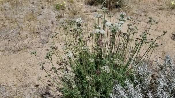 Petites Fleurs Grappe Dans Les Nuances Rose Exposées Sarrasin Mojave — Video