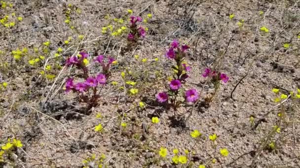 Las Inflorescencias Florecientes Púrpura Emergen Bigelow Monkeyflower Diplacus Bigelovii Phrymaceae — Vídeos de Stock