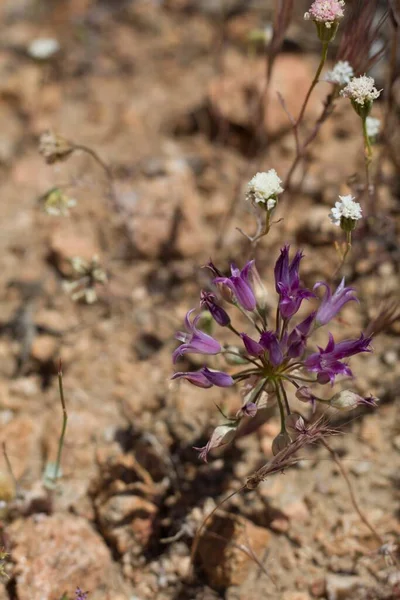 Inflorescencias Paraguas Que Florecen Púrpura Cebolla Con Flecos Allium Fimbriatum — Foto de Stock