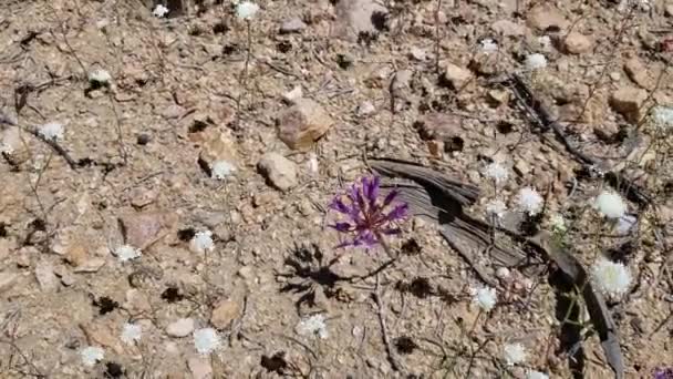Umbel Inflorescences Flowing Purple Fringed Onion Allium Fimbriatum Amaryllidaceae Εγγενές — Αρχείο Βίντεο