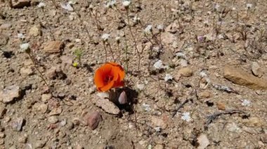 Yanan Turuncu Çiçek açan Çöl Mariposa Lily, Calochortus Kennedyi, Liliaceae, Pioneertown Dağları Koruma Alanı, Güney Mojave Çölü, İlkbahar.